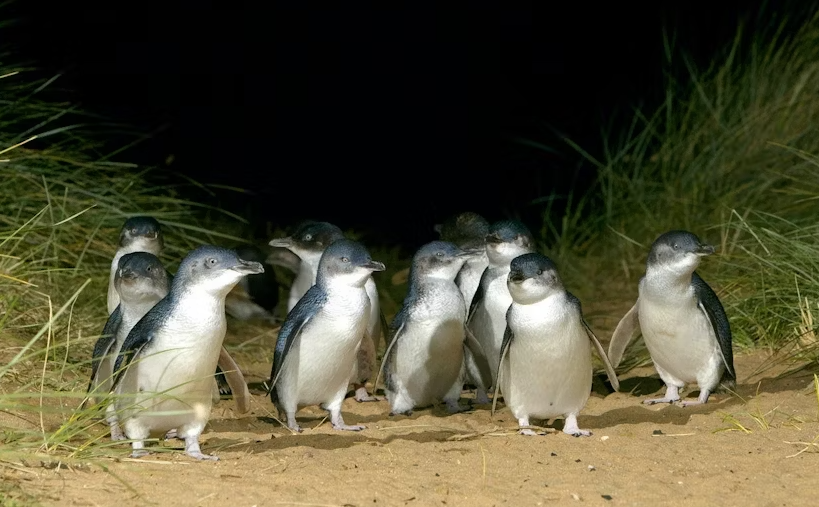 Phillip Island Penguin Parade small-group tour - Image 2